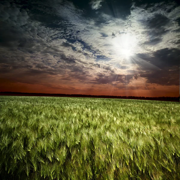 Ржаное поле — стоковое фото