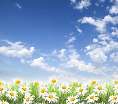 Daisies on spring background. clipart