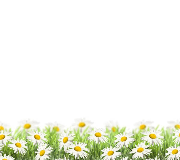 Gänseblümchen auf Frühlingshintergrund. — Stockfoto