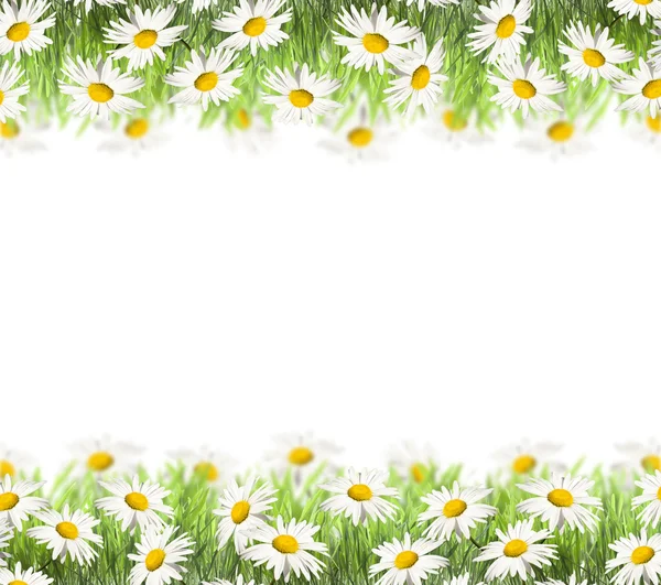 Stock image Daisies on spring background.