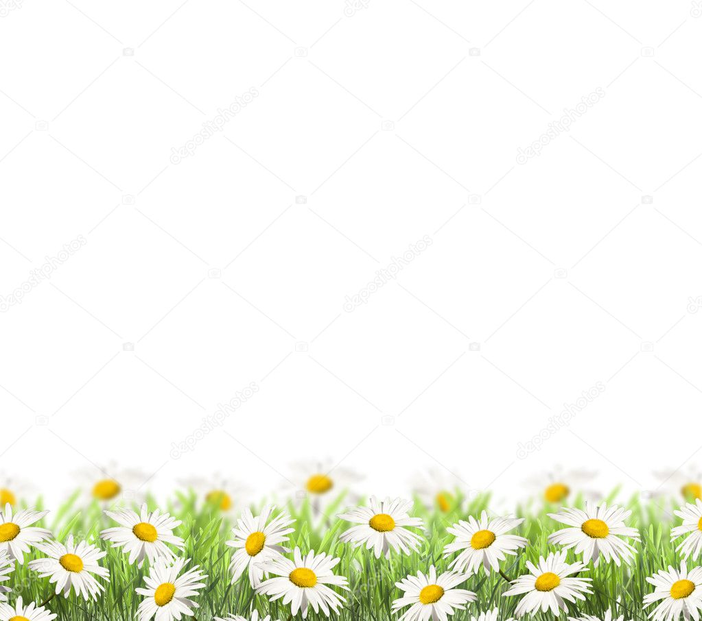 Daisies on spring background.