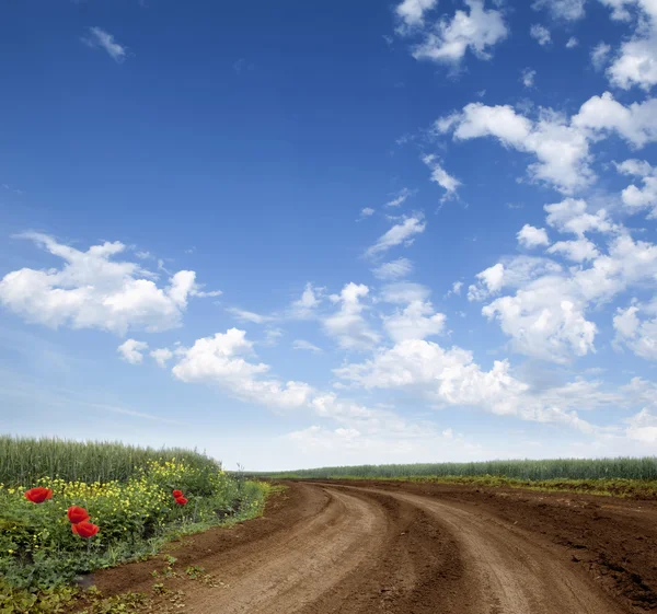 Estrada e prado — Fotografia de Stock