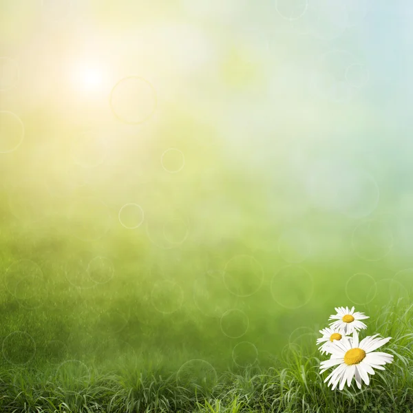 Daisy on a green field — стоковое фото