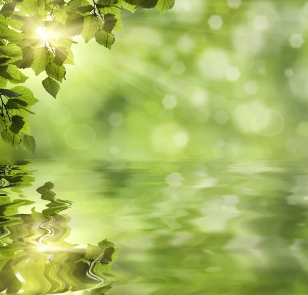 Hojas verdes frescas sobre el agua — Foto de Stock