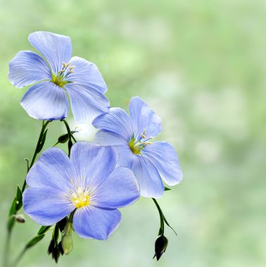 Flax flowers clipart