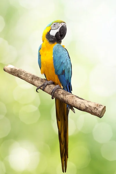 Burung beo Macaw — Stok Foto