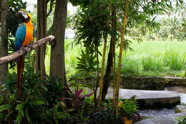 Tropical gardens and a parrot macaw — Stock Photo, Image
