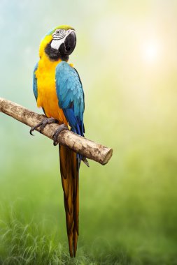 Macaw parrot clipart