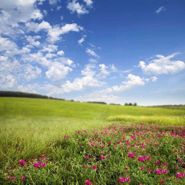 緑の牧草地。春 — ストック写真