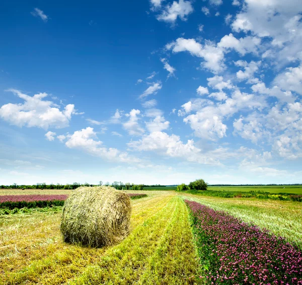 Campo cosechado con fardos de paja en verano —  Fotos de Stock