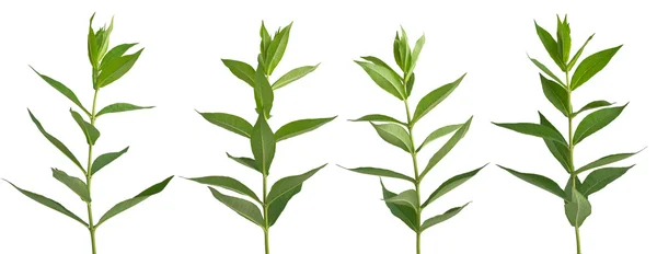 Stock image Set of green plants