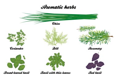 Aromatic herbs poster clipart