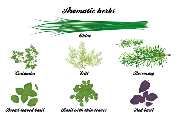 Cartel de hierbas aromáticas — Vector de stock