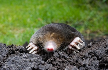 Mole in sand clipart