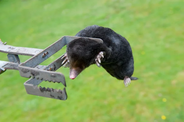 Mole in exterminator — Stock Photo, Image