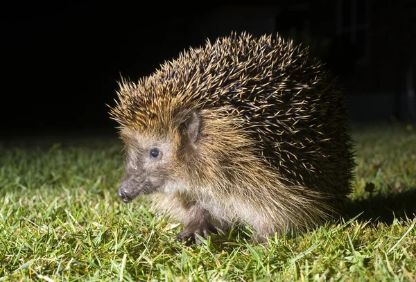 Hedgehog in garden — Stock Photo, Image