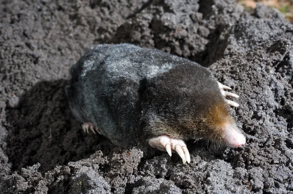 Mole in sand — Stock Photo, Image