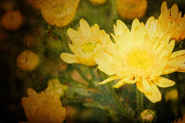 Kwiaty Chryzantemy żółty — Zdjęcie stockowe