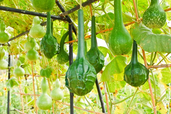 Cucurbitaceae kulturer i trädgården. — Stockfoto