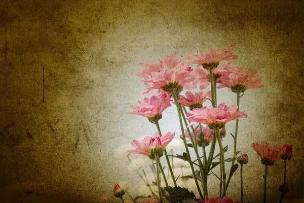 Piękne chryzantemowe kwiecie — Zdjęcie stockowe