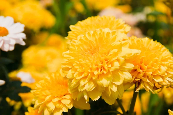 Krásné žluté květy chryzantémy — Stock fotografie