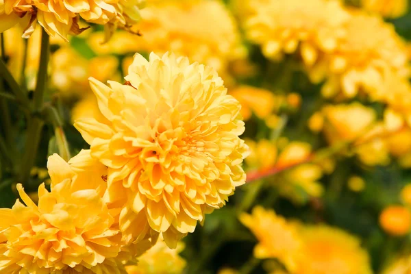 美しい黄色の菊の花 — ストック写真