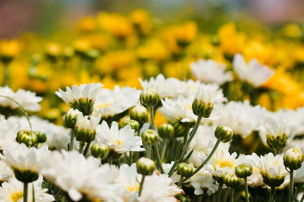 White chrysanthemums flowers — Stock Photo, Image