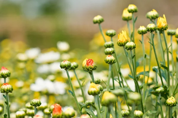 stock image Beautiful yellow chrysanthemum flowers