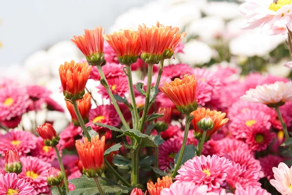 Pink chrysanthemum flowers — Stock Photo, Image