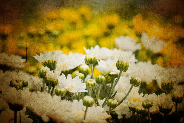白い菊. — ストック写真