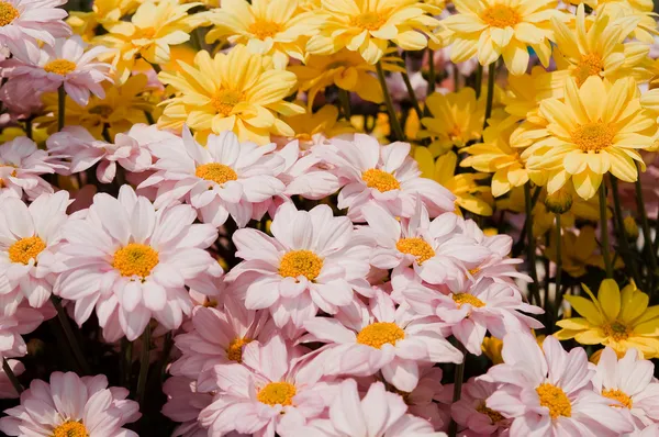 Rosa chrysanthemum blommor — Stockfoto