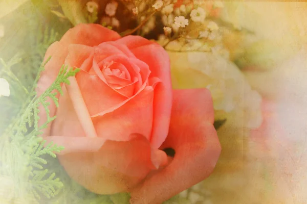 Fiori rosa rose — Foto Stock