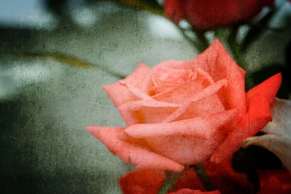 Flores rosas rosadas — Foto de Stock