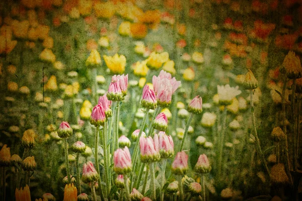 Hermosas flores de crisantemo amarillo — Foto de Stock