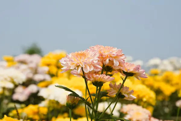 Ωραία, χρυσάνθεμο λουλούδια — Φωτογραφία Αρχείου