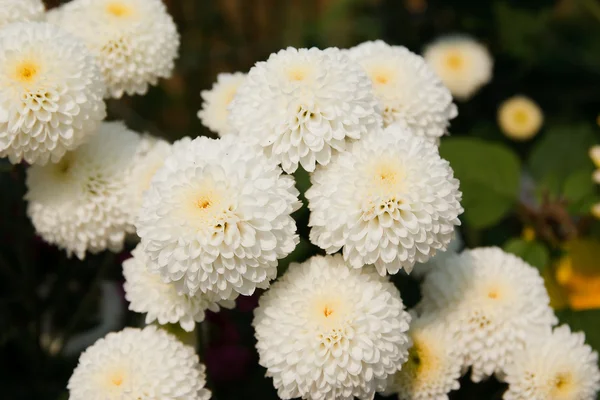 Цветы из белых хризантем — стоковое фото