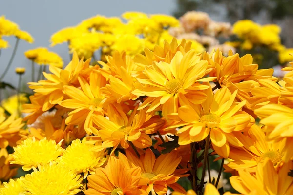 Lindas flores de crisântemo amarelo — Fotografia de Stock