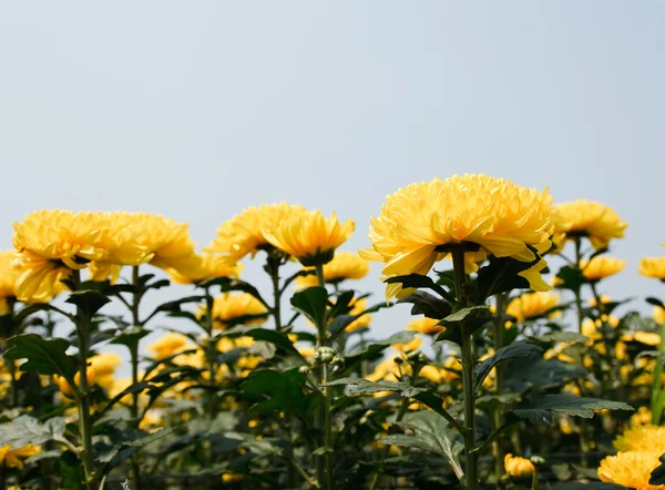 Όμορφα κίτρινα χρυσάνθεμα λουλούδια — Φωτογραφία Αρχείου