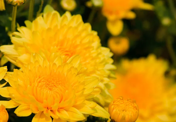 Gyönyörű sárga krizantém virágok — Stock Fotó