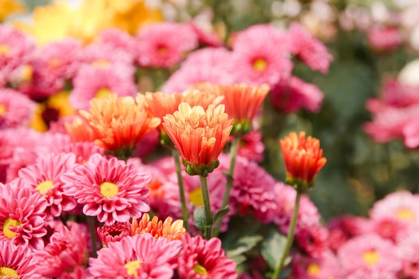 Růžový chrysanthemum květiny — Stock fotografie