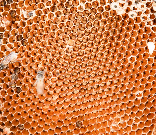 Honigwaben und eine arbeitende Biene — Stockfoto