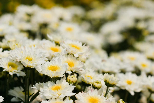Blüten weißer Chrysanthemen — Stockfoto