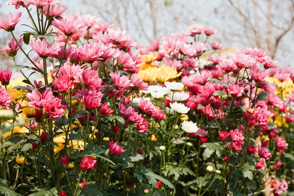 Pink chrysanthemum flowers — Stock Photo, Image