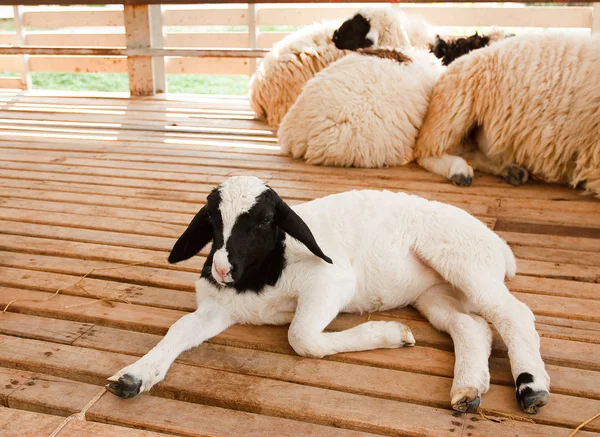 Jonge lam in boerderij — Stockfoto