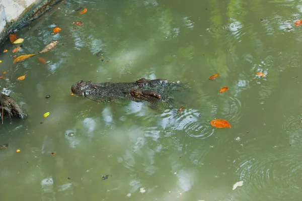 Krokodil — Stockfoto