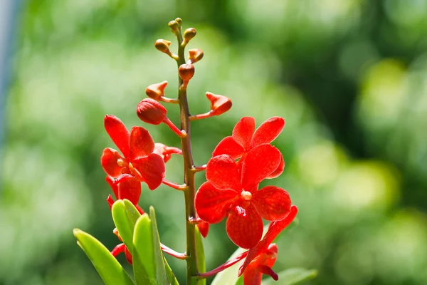 Orchidea w ogrodzie w Tajlandii — Zdjęcie stockowe