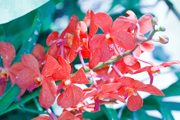 Orchidée dans le jardin à Thaïlande — Photo