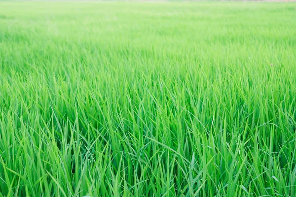 Зеленые саженцы зерновых культур в поле — стоковое фото