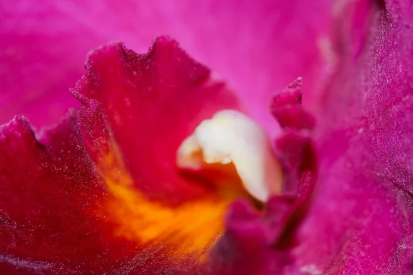Орхідея в саду на Таїланді — стокове фото