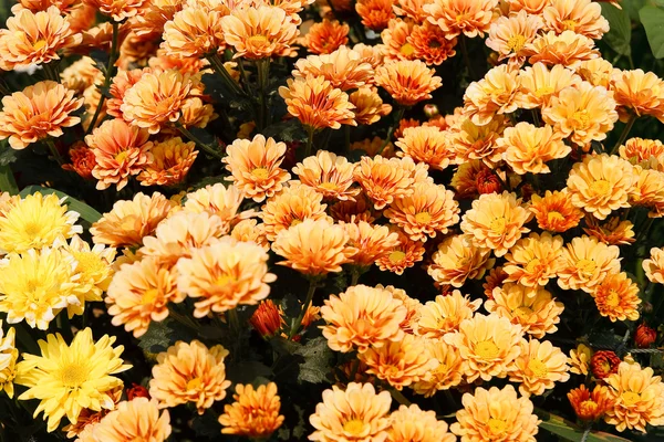 Den vackra chrysanthemum blommor — Stockfoto
